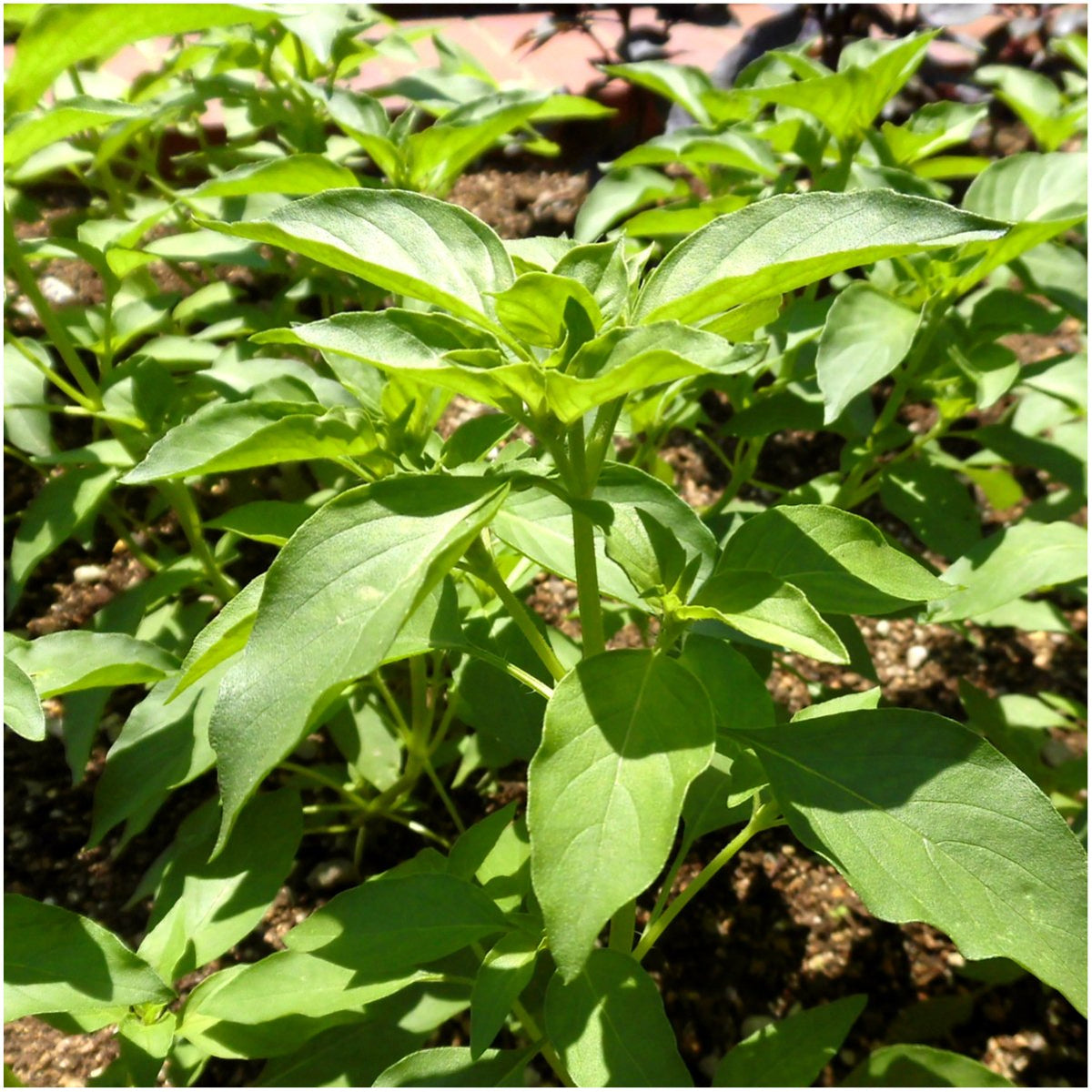 Seed Needs Culinary Basil packaging highlights tear-resistant freshness protection.