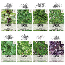 Seed Needs Culinary Basil seed packets close-up highlighting freshness for reliable germination.