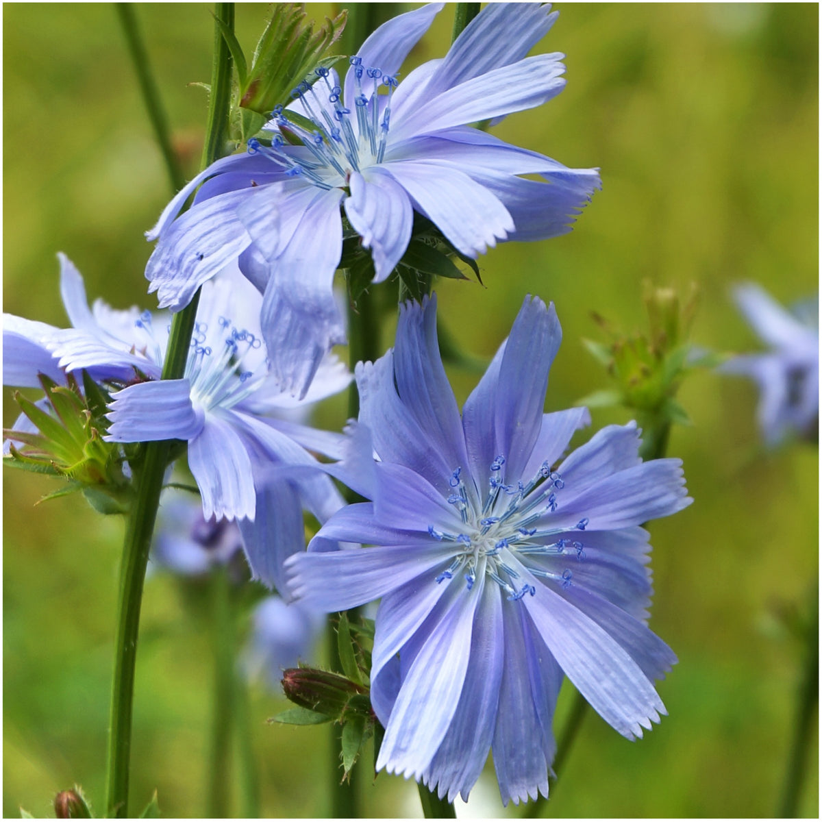 Seed Needs dandelion chicory-italian packet illustration shows greens-ready variety for salads