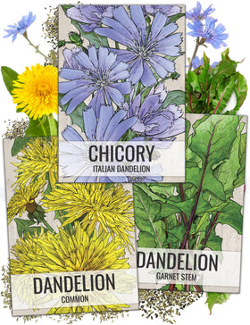 Seed Needs dandelion common packet illustration with sowing guide for easy planting