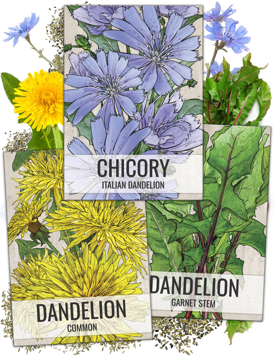 Seed Needs dandelion common packet illustration with sowing guide for easy planting