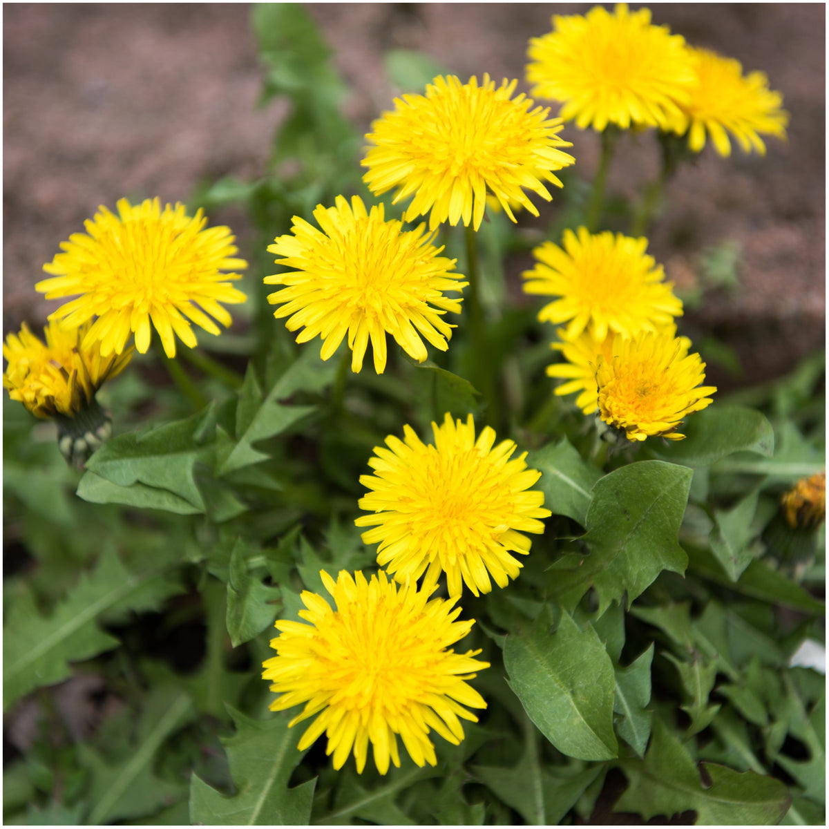 Seed Needs garnet-stem dandelion packet illustration highlights vibrant stems and lush leaves