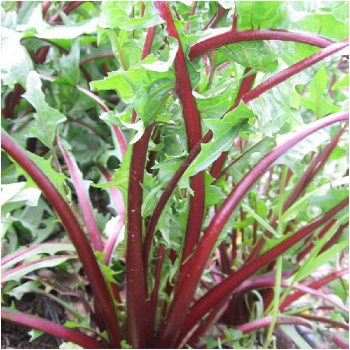 Seed Needs dandelion reverse-sowing-instructions image helps beginners plant correctly