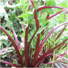 Seed Needs dandelion reverse-sowing-instructions image helps beginners plant correctly