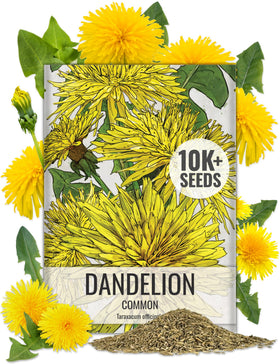 Seed Needs dandelion seeds bulk pack illustration for growing fresh greens for salads