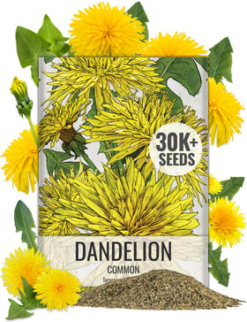 Seed Needs dandelion seeds front pack, ideal for bulk planting and planning.
