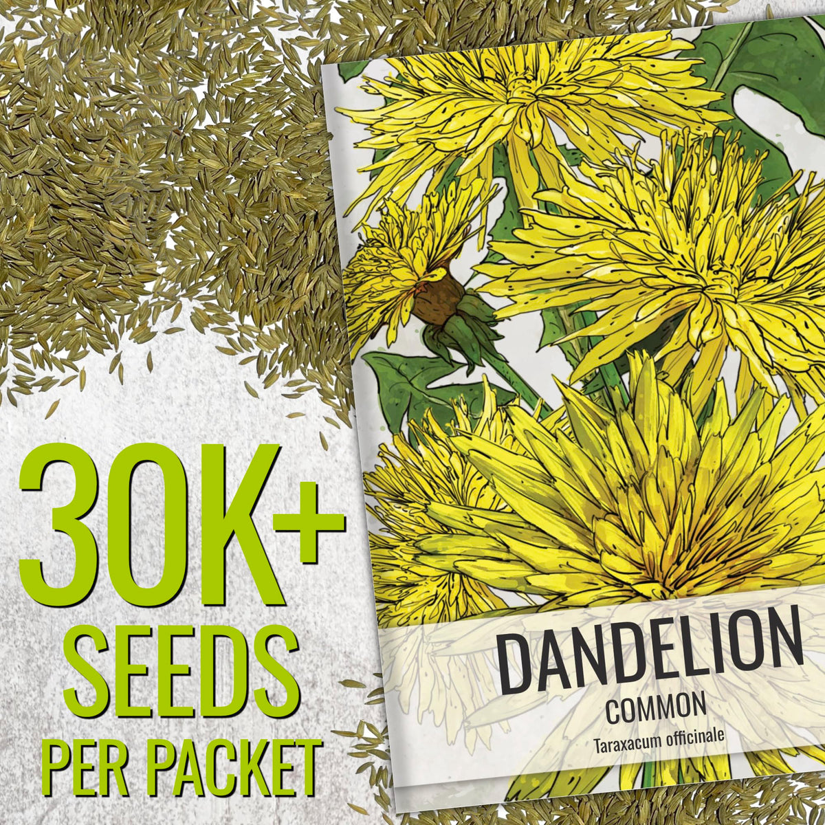 Seed Needs dandelion seeds with label showing sowing instructions and care.