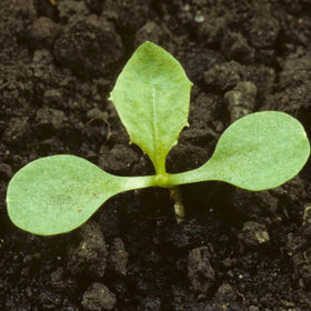 Seed Needs dandelion seeds moisture-resistant packaging preserves viability