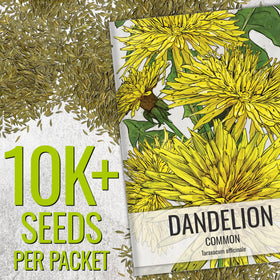 Seed Needs dandelion seeds open-pollinated packet with sowing info for easy cultivation