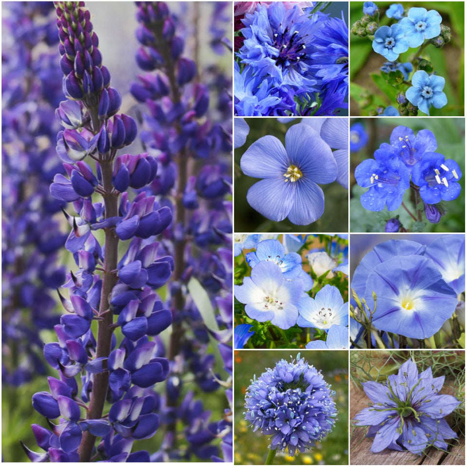 Seed Needs Dazzling Blue wildflower seeds in 2 oz packaging for vibrant blue blooms and wildlife-friendly garden.