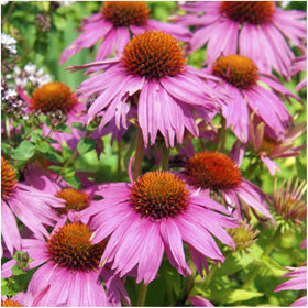 Seed Needs deer resistant wildflower mix annual and perennial display