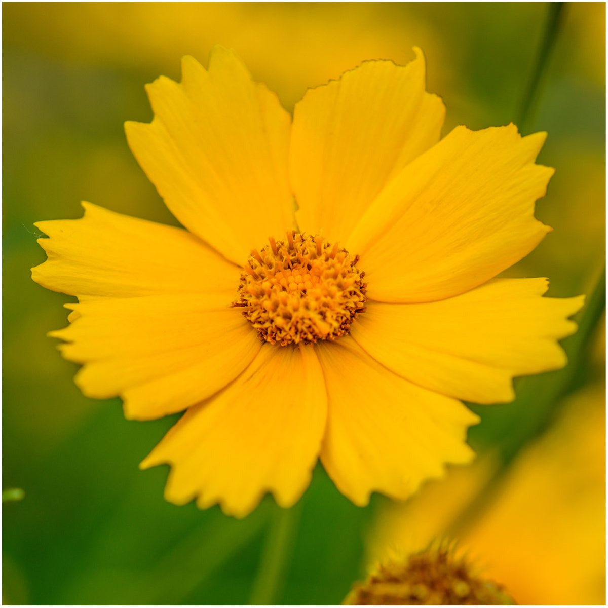 Seed Needs deer resistant wildflower mix meadow scene with rainbow blooms