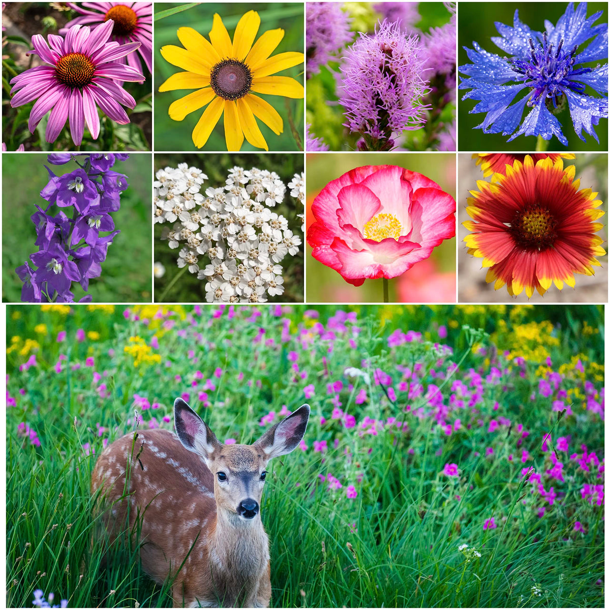 Seed Needs deer resistant wildflower mix packaging in hand for garden-ready seeds