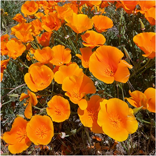 Seed Needs deer resistant wildflower mix boosts pollinator-friendly garden health