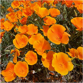Seed Needs deer resistant wildflower mix boosts pollinator-friendly garden health