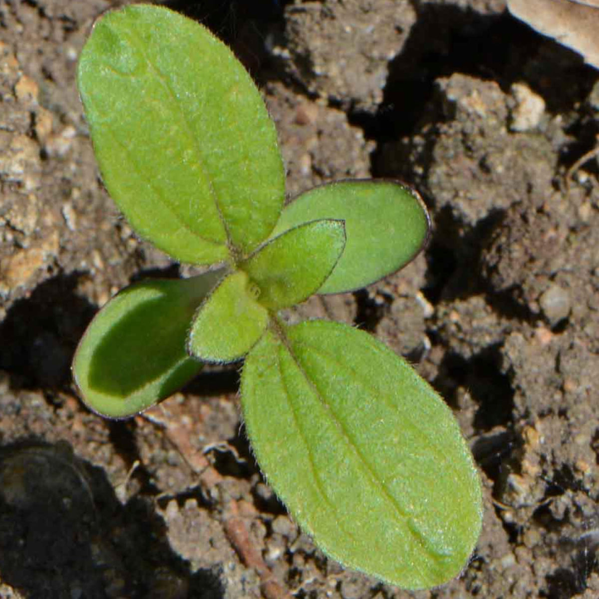 Seed Needs Dwarf Sunspot ideal for balcony gardens and edging borders.