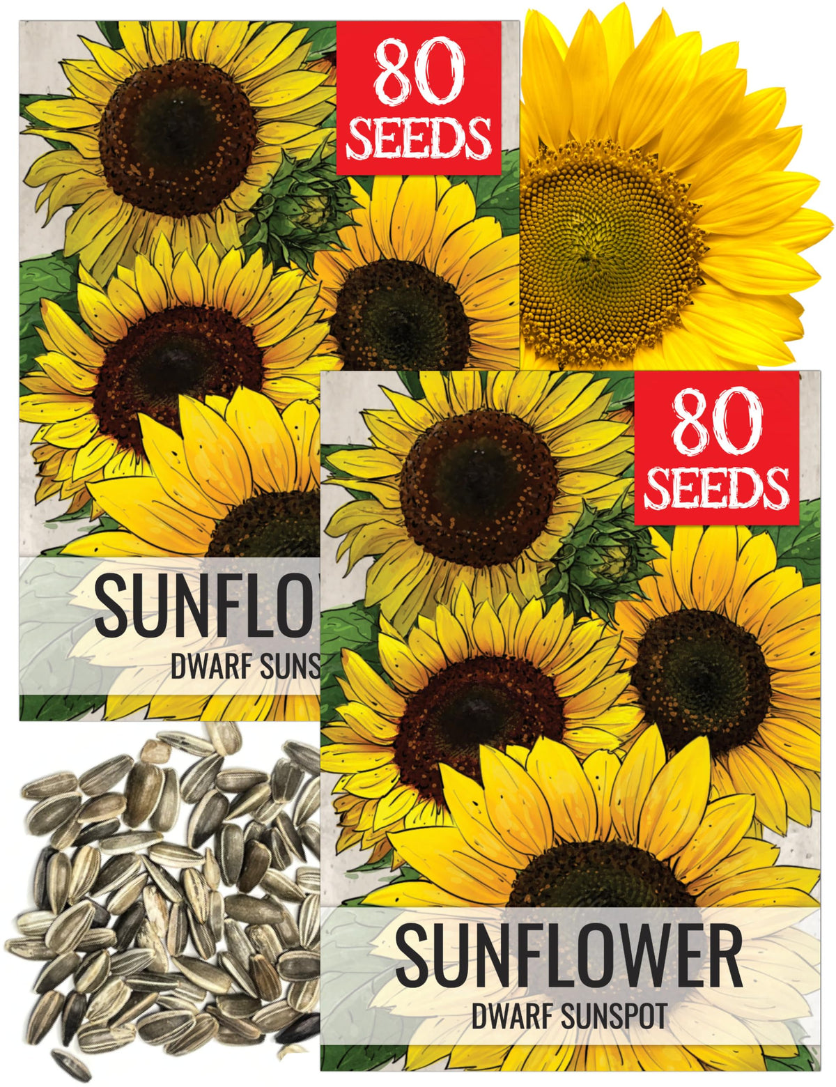 Seed Needs Dwarf Sunspot seed pack front illustration for small-space gardens.