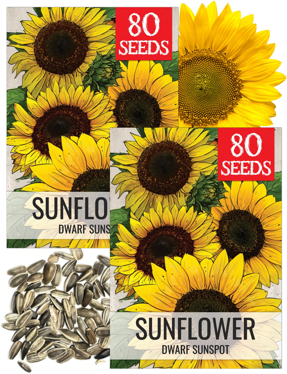 Seed Needs Dwarf Sunspot seed pack front illustration for small-space gardens.