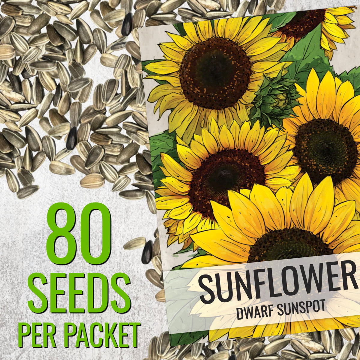 Seed Needs Dwarf Sunspot germination close-up demonstrates easy start for beginner gardeners.