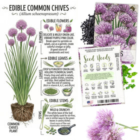 Seed Needs Common Chives blossom for culinary garnish.