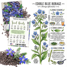 Seed Needs Johnny Jump Up viola flower for edible garnish.