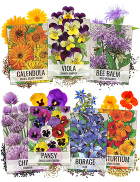 Seed Needs Viola bloom close-up for vibrant edible garnish.