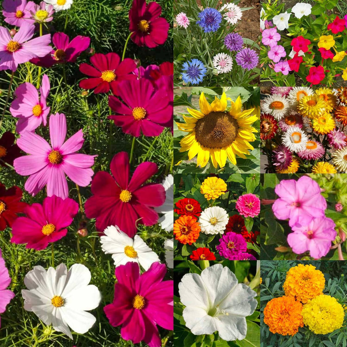 Seed Needs four o'clock mix brings evening color to borders and patios.