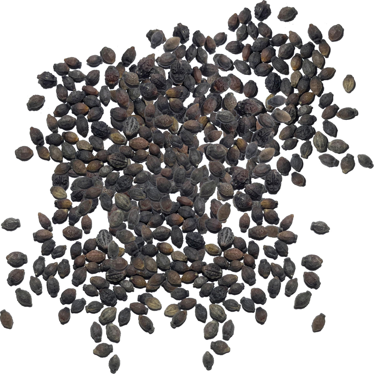 Seed Needs Four O'Clock blooms in a garden display bright trumpet flowers in multiple colors.