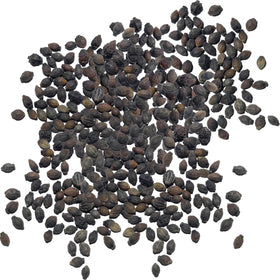 Seed Needs Four O'Clock blooms in a garden display bright trumpet flowers in multiple colors.