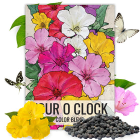 Seed Needs Four O'Clock seeds mixed colors pack front promises vibrant, long-lasting summer blooms.
