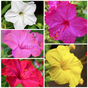 Seed Needs Four O'Clock flowers attract pollinators in sunny borders and containers.