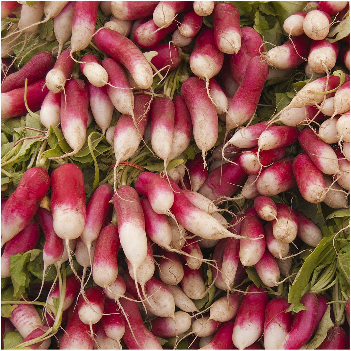 Seed Needs fresh seeds direct from growers promote quick germination.