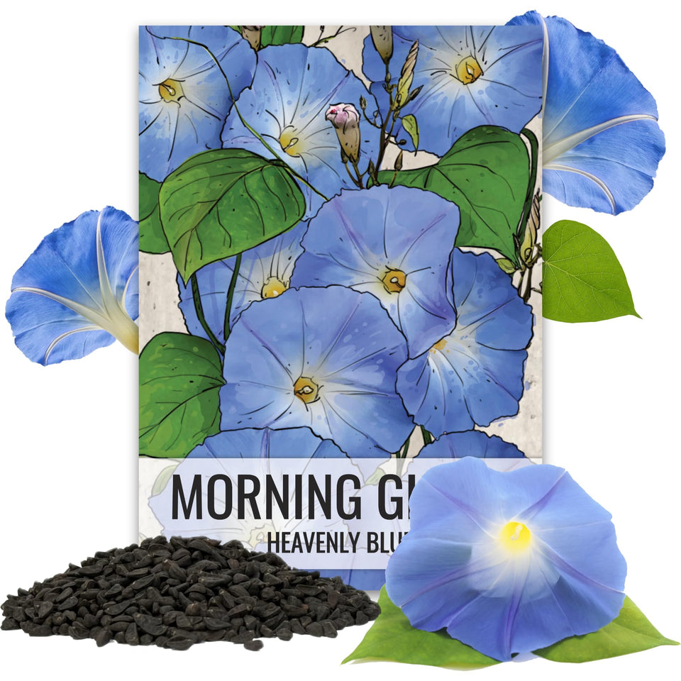 Seed Needs Heavenly Blue Morning Glory bloom close-up for vibrant trellis color