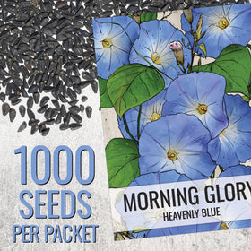 Seed Needs Heavenly Blue Morning Glory seeds packaging highlights fresh heirloom seeds ready to sow