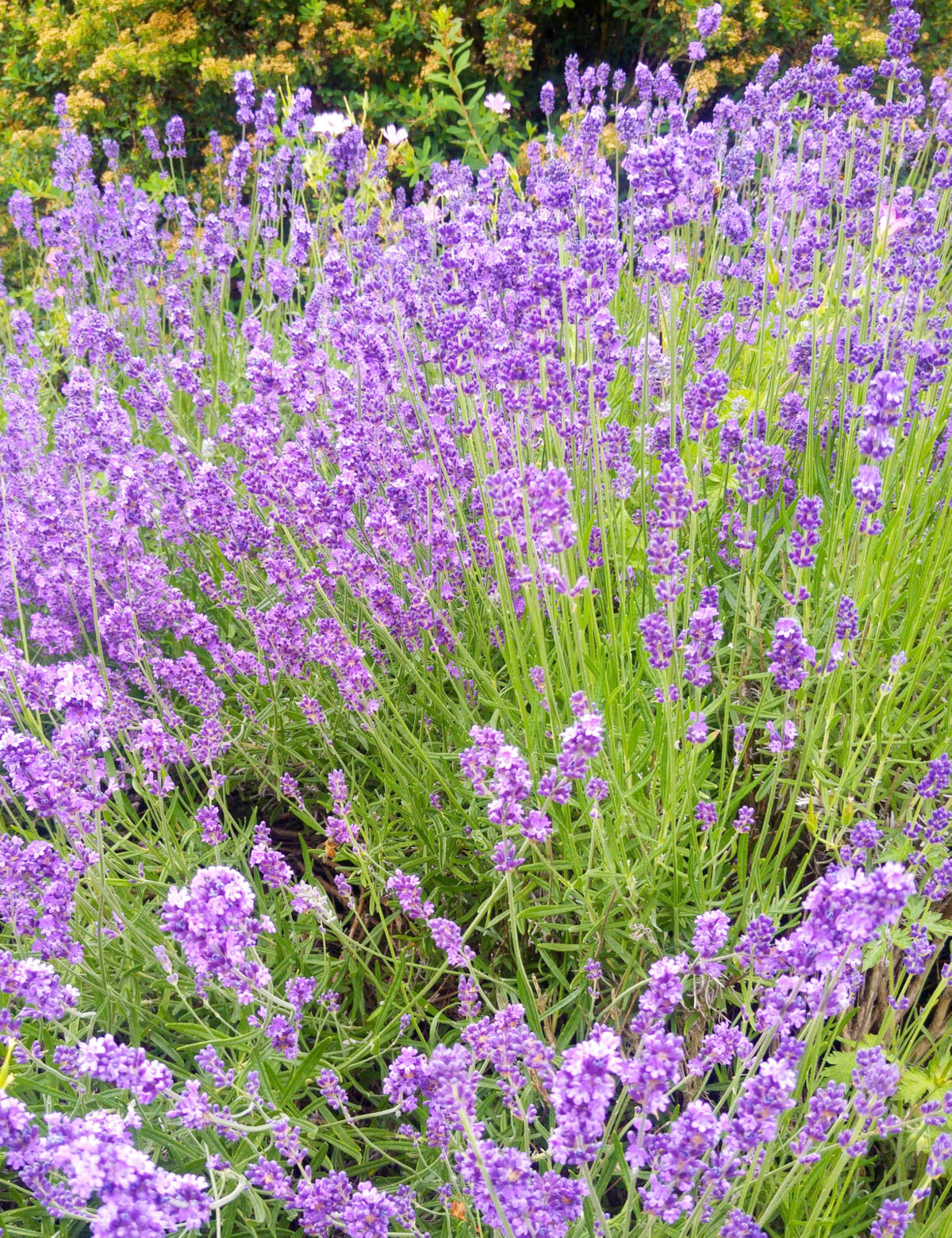 Seed Needs heirloom non-GMO seeds ensure open-pollinated garden varieties.