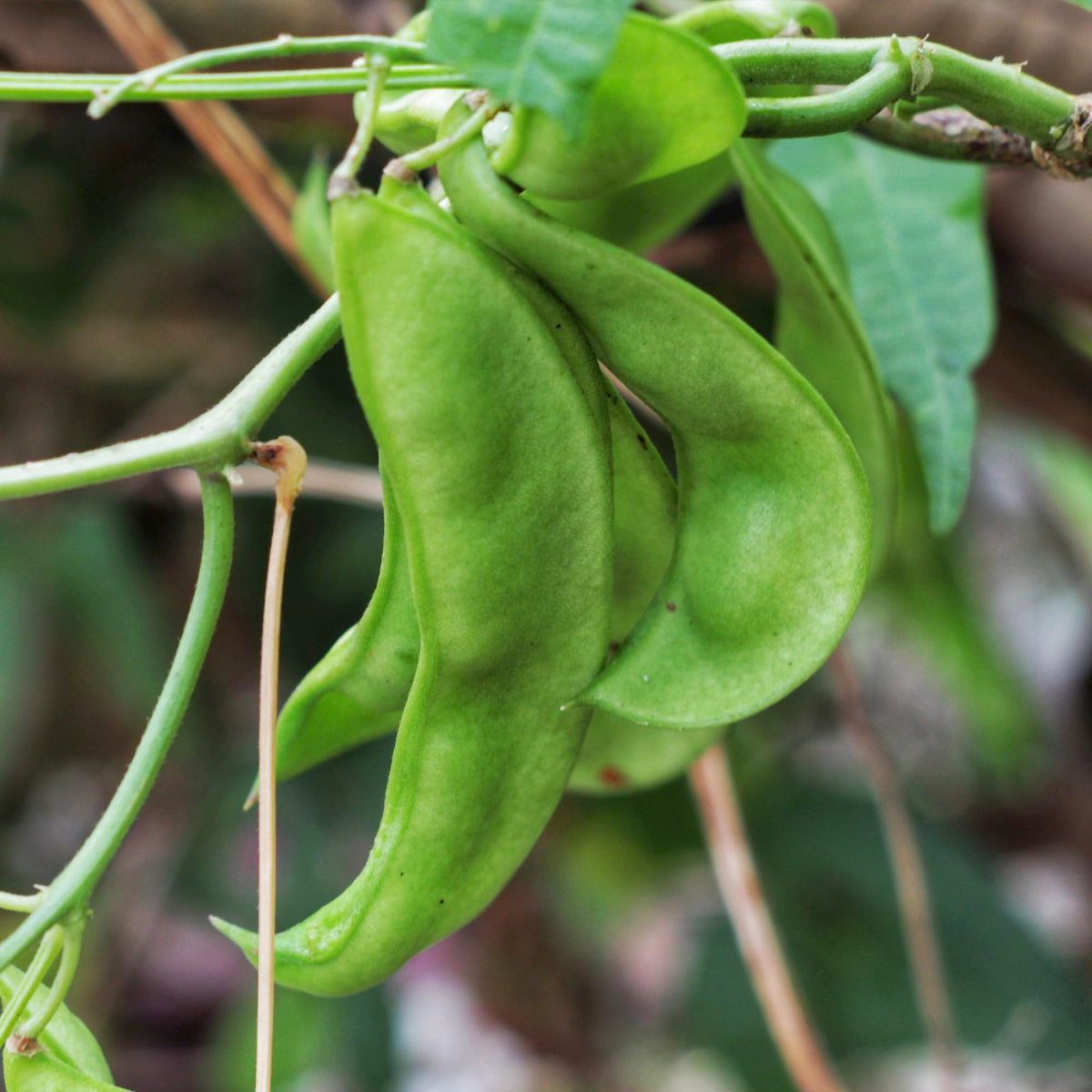Seed Needs Henderson Lima beans harvest-ready pods on the plant.