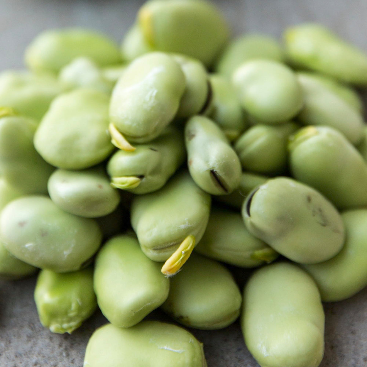 Seed Needs Henderson Lima beans heritage discovery illustration on packet.