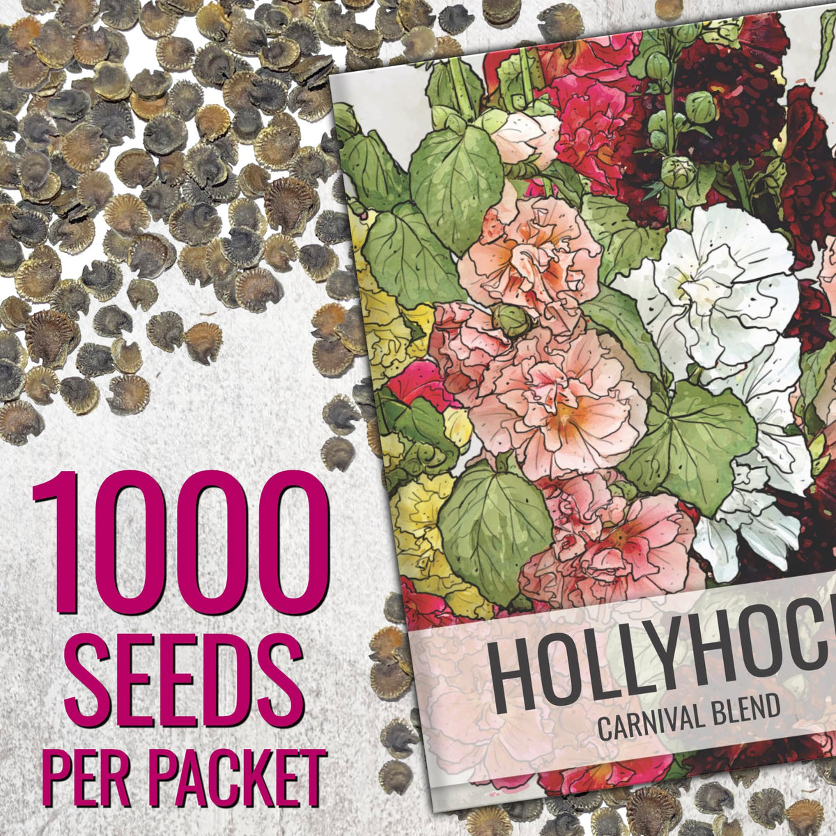 Seed Needs Hollyhock Carnival double-ruffled blooms add vibrant color to borders.