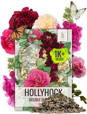 Seed Needs Hollyhock Double Majorette bloom close-up with pom-pom petals for cottage borders.