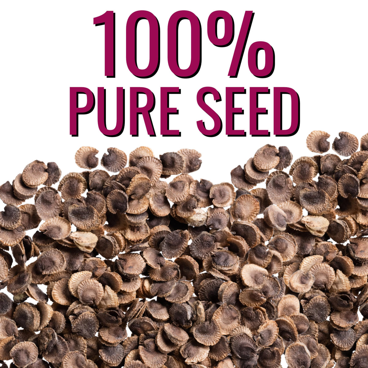 Seed Needs Hollyhock Double Majorette compact stems for vertical garden displays.