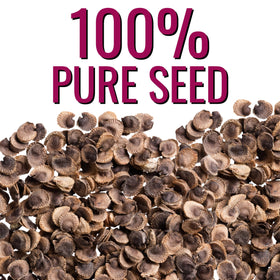 Seed Needs Hollyhock Double Majorette compact stems for vertical garden displays.