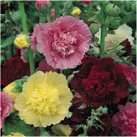 Seed Needs Hollyhock Double Majorette early summer blooms brighten borders.