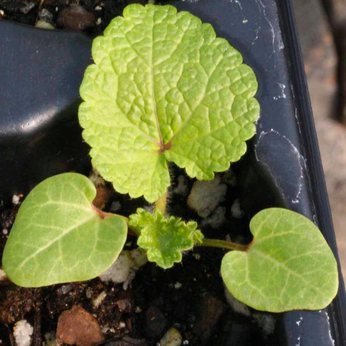 Seed Needs Hollyhock Double Majorette seed packet illustration supports sowing.