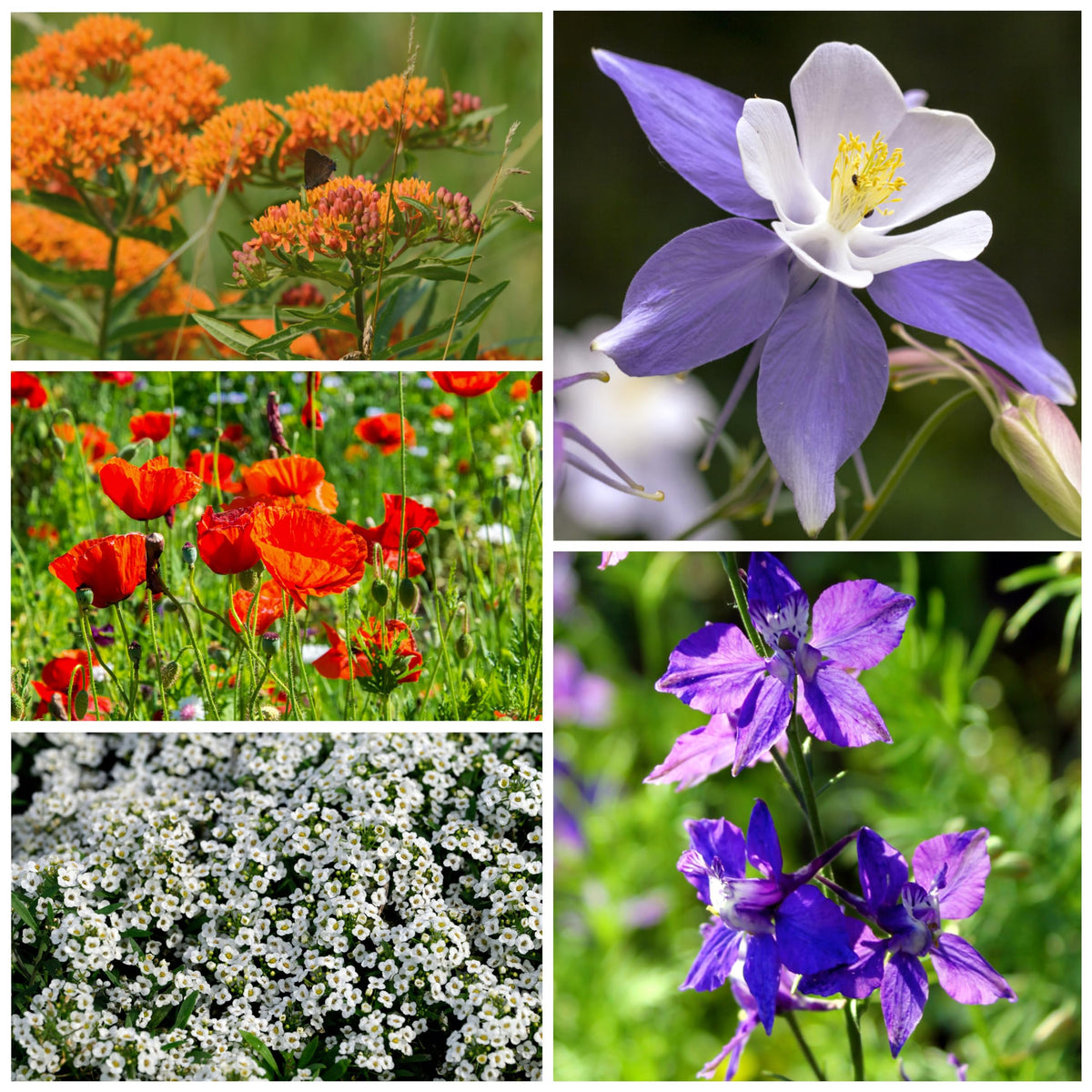 Seed Needs hummingbird and butterfly seed mix in garden setting, attracting butterflies and hummingbirds