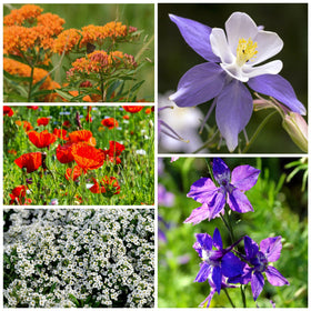Seed Needs hummingbird and butterfly seed mix in garden setting, attracting butterflies and hummingbirds