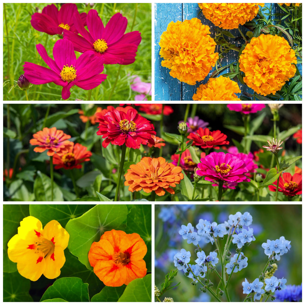 Seed Needs hummingbird and butterfly seed mix packaging open, reveals thousands of pure live seeds