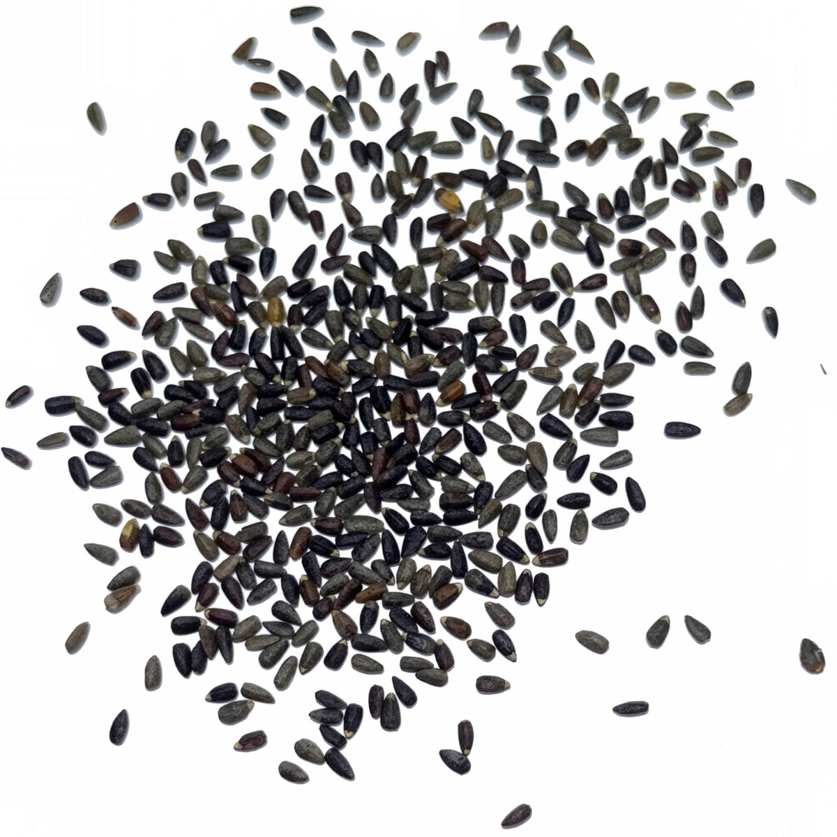 Hyssop garden border with Seed Needs seeds ready to plant.
