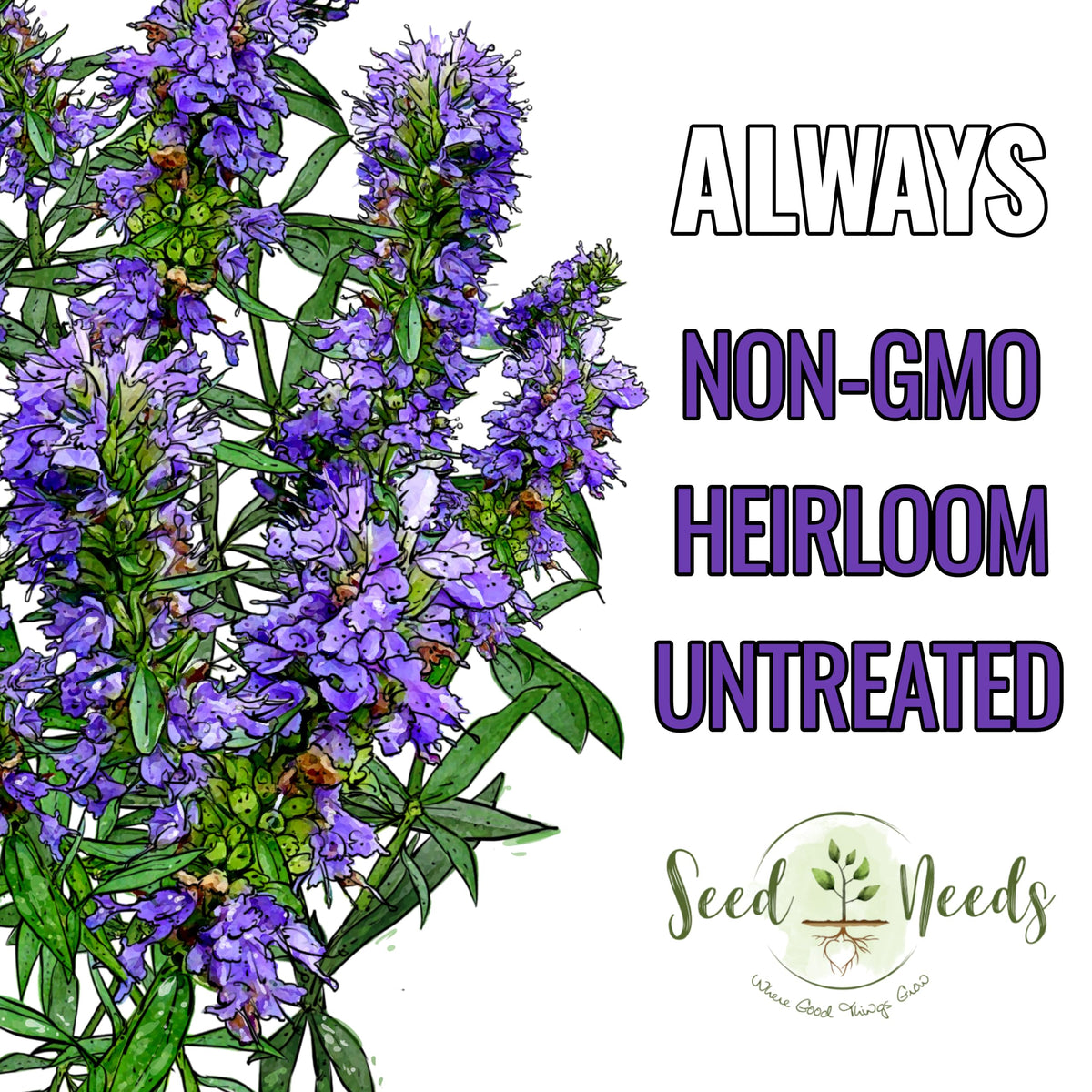 Seed Needs hyssop leaves aroma for fresh culinary use.