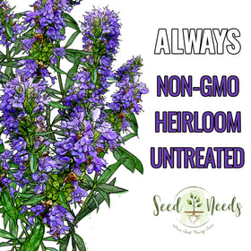 Seed Needs hyssop leaves aroma for fresh culinary use.