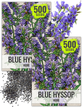 Seed Needs hyssop seeds pack front for home herb gardening.